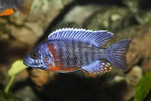 Peacock cichlid or blue peacock Red Flush -Aulonocara hansbaenschi-, male tilapia -cichlid- from Lake Malawi, mouth-breeder, freshwater aquarium