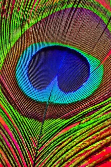 Modern Bird Feather Designs Gallery: Peacock feather close-up