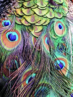 Images Dated 31st March 2017: Peacock Feathers
