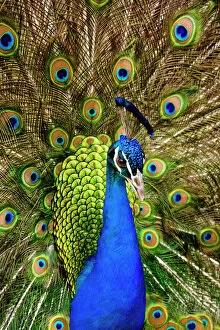 Peacock with feathers (Photos Prints, Framed, Puzzles, Posters, Cards,  Canvas,...) #19927219