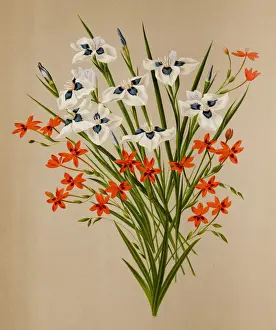 Peacock iris and freesia flowers, a 19th century botanical illustration