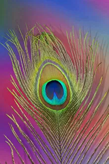 Modern Bird Feather Designs Gallery: Peacock Tail Feathers Hues