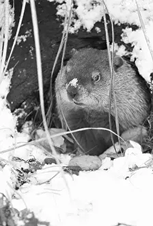 Anniversary Prints: Peanut the Groundhog Looking Out of Burrow