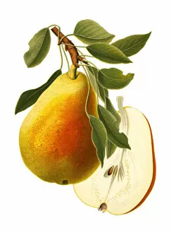 Organic Gallery: Pear