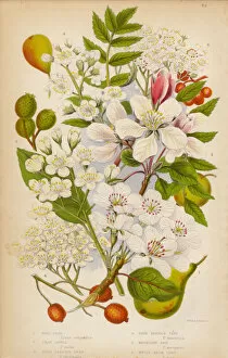Images Dated 13th August 2015: Pear, Apple, Service and Ash Trees, Victorian Botanical Illustration