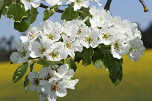 Images Dated 27th April 2012: Pear blossoms, pear tree -Pyrus communis-, Mostviertel, Must Quarter, Lower Austria, Austria, Europe