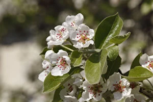 Images Dated 18th April 2011: Pear blossoms -Pyrus communis-, Franconian Switzerland, Upper Franconia, Franconia, Bavaria
