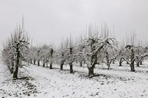 Orchard Prints: Pear orchard in winter, Baden-Wuerttemberg, Germany, Europe