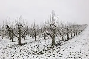 Orchard Prints: Pear orchard in winter, Baden-Wuerttemberg, Germany, Europe