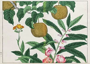 Images Dated 11th April 2016: Pear tree and Balsam plant japanese woodblock print