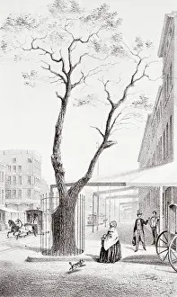 Pear Tree with Fence Around Base