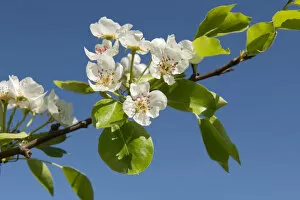 Images Dated 15th May 2013: Pear Tree -Pyrus communis-, branch with blossoms, Thuringia, Germany