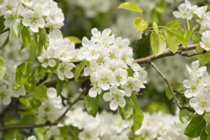 Images Dated 15th May 2013: Pear tree -Pyrus communis-, cultivar, branch with blossoms and leaves, Thuringia, Germany