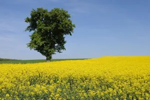 Pear Prints: Pear tree -Pyrus communis- in a field of flowering Rape -Brassica napus