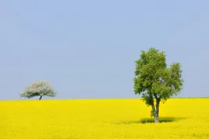 Cabbage Prints: Pear tree -Pyrus- and a flowering apple tree -Malus- in a canola field