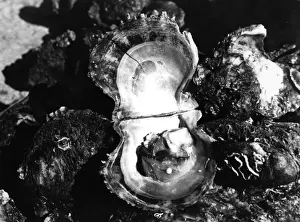 Landscape Collection Prints: Pearl Find
