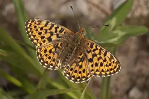 Nymphalidae Prints: Pearl-bordered Fritillary butterfly -Boloria euphrosyne