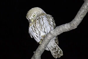 Images Dated 22nd August 2013: Pearl-spotted Owlet -Glaucidium perlatum- sitting on a branch, Etosha National Park, Namibia