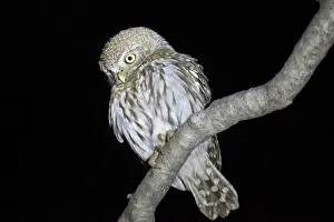 Raptor Prints: Pearl-spotted Owlet -Glaucidium perlatum- sitting on a branch