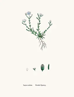 Sorghum Prints: Pearlwort plant