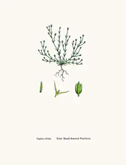 Sorghum Prints: Pearlwort plant
