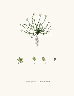 Sorghum Prints: Pearlwort plant