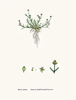 Sorghum Prints: Pearlwort plant