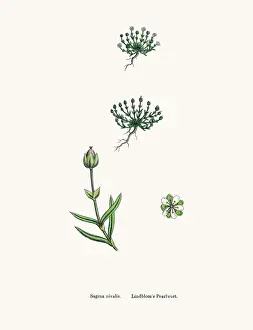 Sorghum Prints: Pearlwort plant