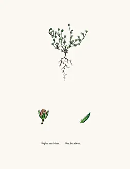 Sorghum Prints: Pearlwort plant