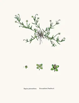 Sorghum Prints: Pearlwort plant