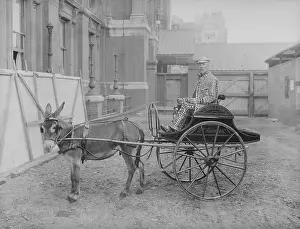 Pearly Donkey