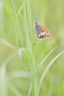Images Dated 28th June 2013: Pearly Heath -Coenonympha arcania- butterfly clinging to a blade of grass, North Hesse, Hesse