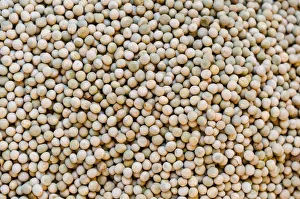 Legume Family Gallery: Peas -Pisum sativum-
