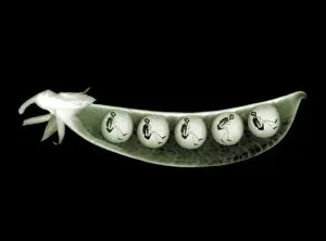 Holidays Collection: Peas in a pod with skeletons, X-ray