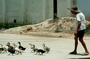 Herding Prints: Peasant Herding Flock of Ducks