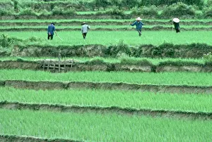 Rice Prints: Peasants in Rice Paddy