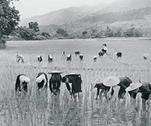 Peasants Weeding a Rice Field