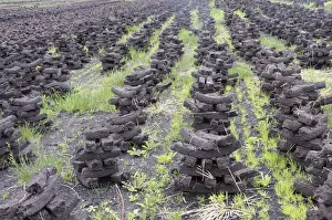 Atop Prints: Peat briquettes used for fuel in private homes are dried by the citizens themselves