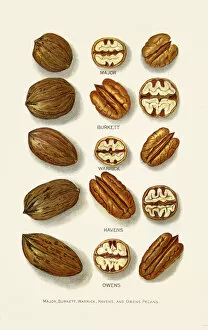 Images Dated 7th June 2018: Pecan varieties illustration 1892