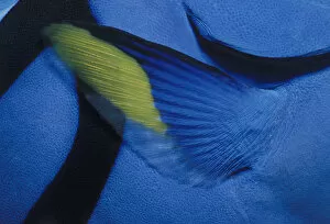 Jeff Rotman Underwater Photography Gallery: Pectoral Fin of Blue Tang