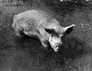 Herd Prints: Pedigree Pig