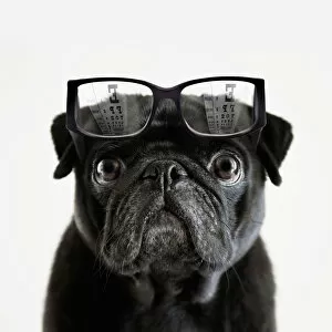 Images Dated 19th October 2012: Pedigree Pug tries to read an opticians eye chart