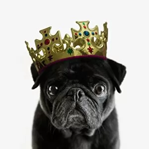 Images Dated 19th October 2012: Pedigree Pug wearing a crown against white