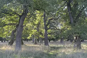 Quercus Prints: Pedunculate Oak -Quercus robur-, Jaegersborg, Copenhagen, Denmark