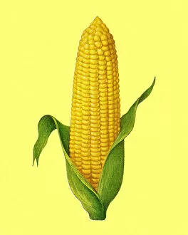 Healthy Eating Gallery: Peeled corn against a yellow colored background
