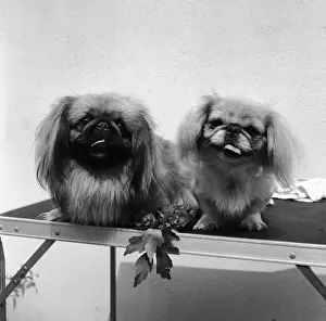 Lap Dog Prints: Two Pekinese