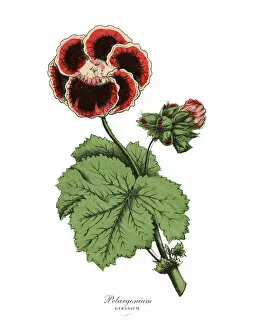 Images Dated 20th February 2019: Pelargonium and Geranium Plants, Victorian Botanical Illustration