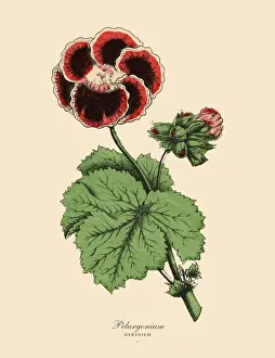 66697 Prints: Pelargonium and Geranium Plants, Victorian Botanical Illustration