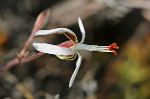 Images Dated 14th November 2010: Pelargonium -Pelargonium spinosum-, Goegap Nature Reserve, Namaqualand, South Africa, Africa