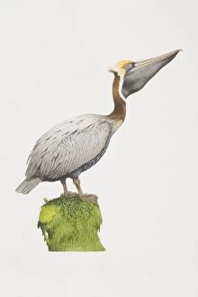 Pelecanus occidentalis, Brown Pelican perched on a green stump, side view